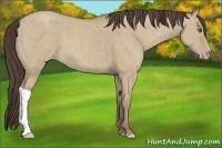Horse Color:Classic Champagne Dun 