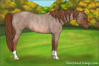 Horse Color:Red Roan Rabicano 