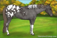 Horse Color:Smoky Black Tobiano Appaloosa 