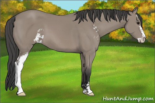 Horse Color: Grullo Sabino 