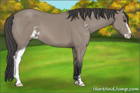 Horse Color:Grullo Sabino 