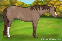 Horse Color:Liver Red Dun 