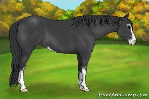 Horse Color:Black Sabino 