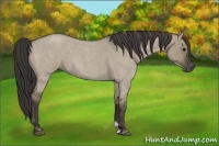 Horse Color:Smoky Grullo Roan 