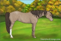 Horse Color:Classic Champagne Roan 