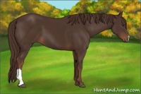 Horse Color:Liver Chestnut 