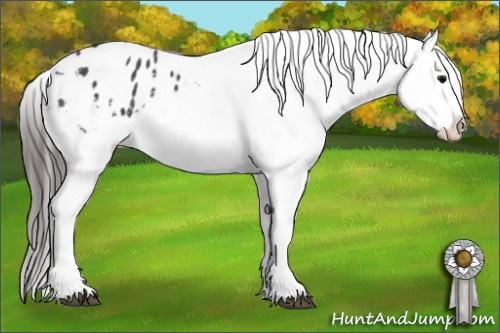 Horse Color: Blue Roan Blanket 