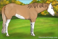 Horse Color:Chestnut Splash 