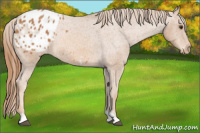 Horse Color:Chestnut Tobiano Appaloosa 