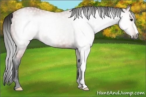 Horse Color:Gray Bay 
