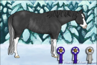 Horse Color:Black Splash Rabicano