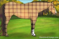 Horse Color:Plaid  Buckskin 