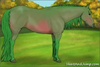 Horse Color:Watercolor Bay 