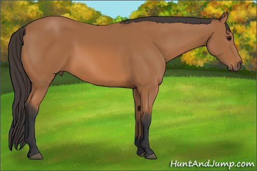 Horse Color: Bay 