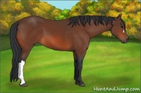 Horse Color:Bay 