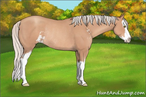 Horse Color: Unknown 