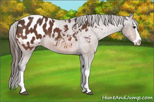 Horse Color:Bay Splash Appaloosa