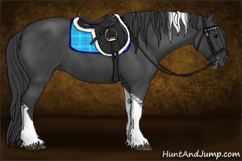 Horse Color:Blue Roan Tobiano 