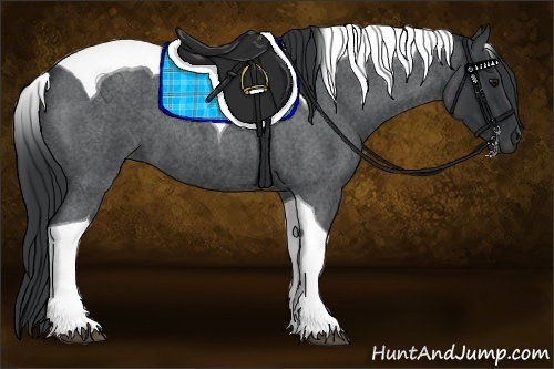 Horse Color:Blue Roan Tobiano