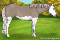 Horse Color:Silver Grullo Splash