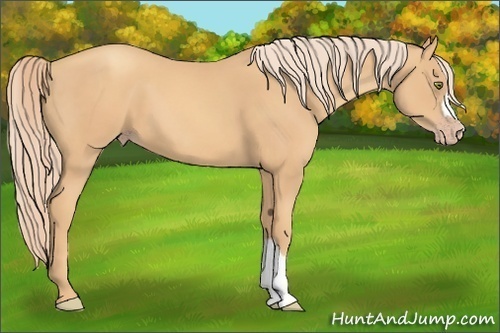 Horse Color:Gold Champagne