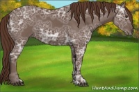 Horse Color:Liver Chestnut Ice Sabino 