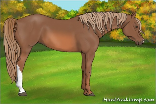 Horse Color: Chestnut 