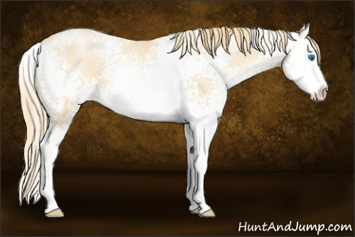 Horse Color: White Spotted Smoky Black Pearl Sabino Splash 
