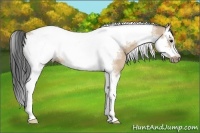 Horse Color:Bay Dun Sabino Splash Tobiano Frame Rabicano 