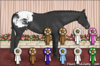 Horse Color:Black Appaloosa