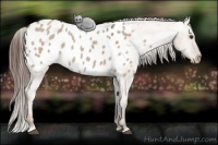 Horse Color:Liver Red Dun Appaloosa 