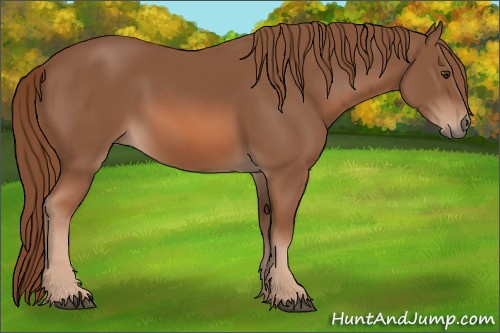 Horse Color: Unknown 