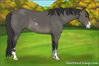 Horse Color:Black Sabino