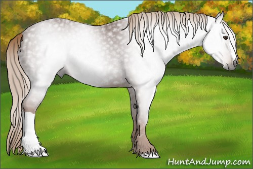 Horse Color:Gray Chestnut 