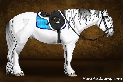 Horse Color:Gray Black Tobiano
