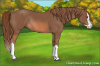 Horse Color:Chestnut Splash Rabicano 