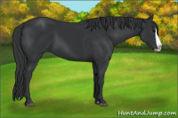 Horse Color:Black Splash 