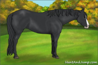 Horse Color:Black Splash 