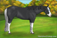 Horse Color:Black Splash 