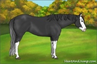 Horse Color:Black Splash 