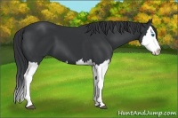Horse Color:Black Splash 