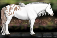 Horse Color:Red Roan Appaloosa 