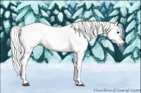 Horse Color:Gray White Spotted Black 