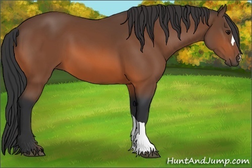 Horse Color: Unknown 