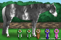 Horse Color:White Spotted Black 