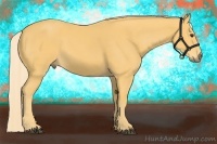 Horse Color:Palomino 