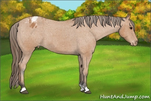 Horse Color:Bay Appaloosa 