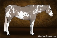 Horse Color:White Spotted Silver Grullo Splash 