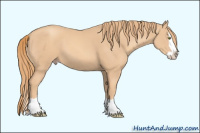 Horse Color:Gold Champagne Splash