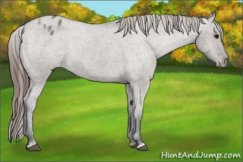 Horse Color:Grullo Appaloosa Rabicano 